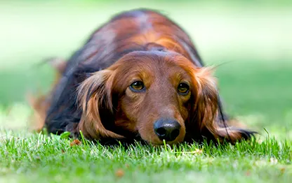 Беременность у породы такса: сколько длится и как проходит