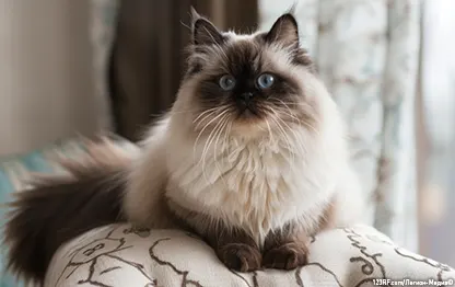 Кот долго сидит в лотке