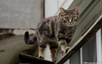 Перелом лапы у кошки