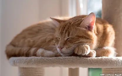 Кардиомиопатия у кошек