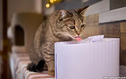 Мочекаменная болезнь у кошки