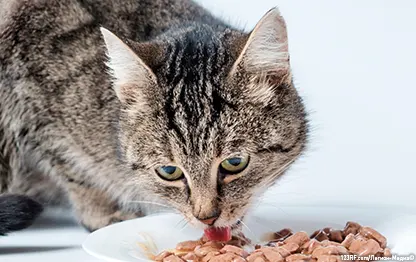 Чем кормить кошку при мочекаменной болезни