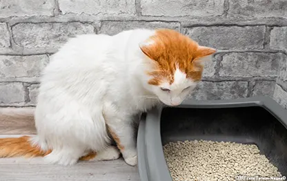 Почему кот перестал ходить в лоток?