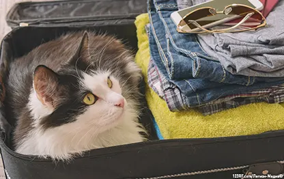 Ветеринарный паспорт кошки