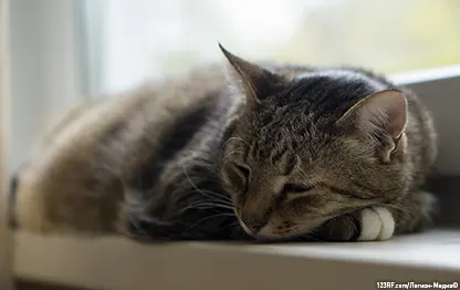 Бывает ли метеоризм у кошки?