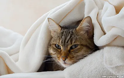 Вирус иммунодефицита кошек