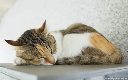 Лимфома у кошек