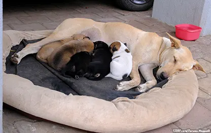 Собака не ест после родов