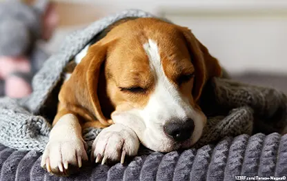 Какое обезболивающее можно дать собаке