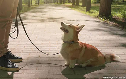 Как ухаживать за беременной собакой