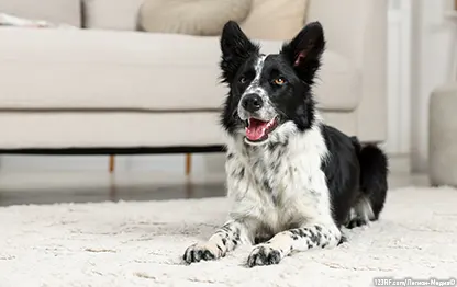 Общий и биохимический анализ крови у собак