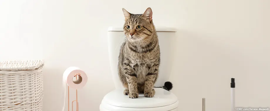 Как приучить котенка к унитазу?