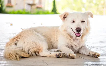 Питомниковый кашель у собак