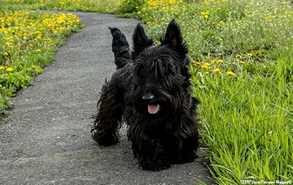 Собака скулит