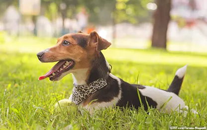 Шишки у собак