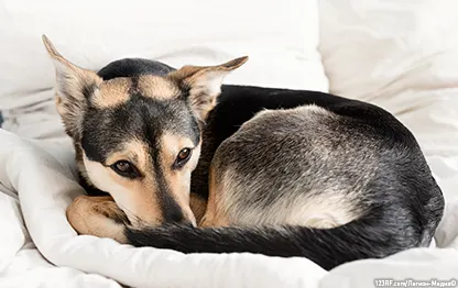 Слизь в кале у собаки