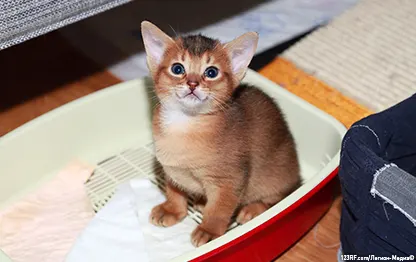 Как часто котята ходят в туалет