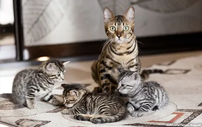 Когда можно отлучать котят от кошки?