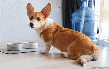 Когда кормить собаку: до или после прогулки?