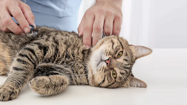 лечение кота при цистите