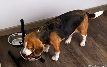 Питание собаки после кастрации (стерилизации)