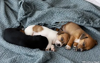 Сколько щенков может родить собака?