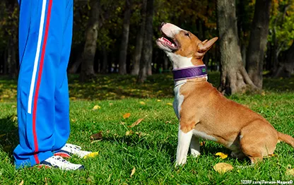 Как научить щенка команде «Голос»