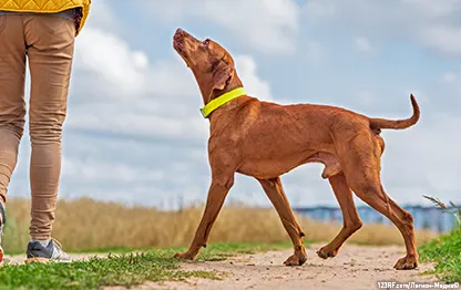 Как научить собаку команде «Ко мне»?