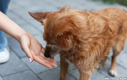 Как приручить собаку?