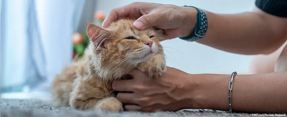 Как промывать глаза кошке