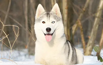 Дрессировка хаски