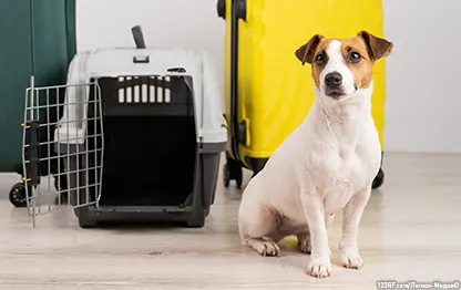 Как перевозить собаку в самолете