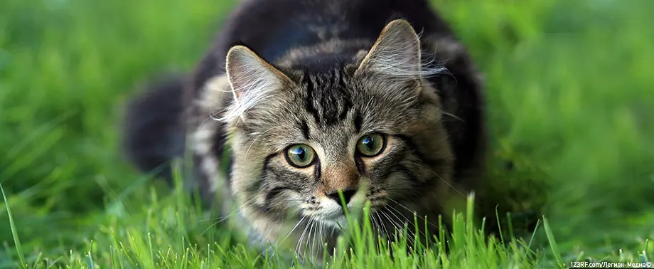 Что делать, если кошку укусила змея