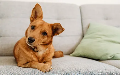 Хейлетиеллез (хейлетиоз) у собак