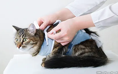 Как завязать попону кошке после стерилизации?