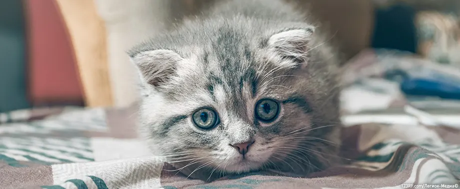 Что делать, если кота укусила пчела