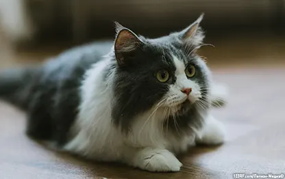 Шишки на животе у кошки