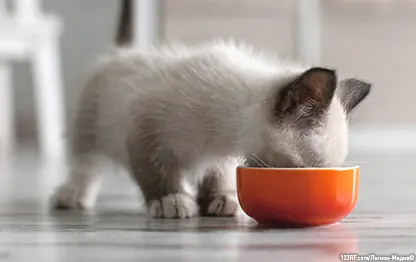 Можно ли кормить котенка кормом для взрослой кошки