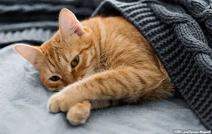 Энтерит у кошек