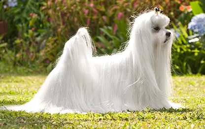 Беременность у породы мальтийская болонка: сколько длится и как проходит