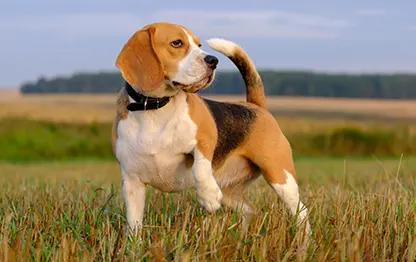 Сколько в норме весит бигль?