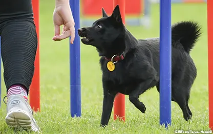 Методы дрессировки собак