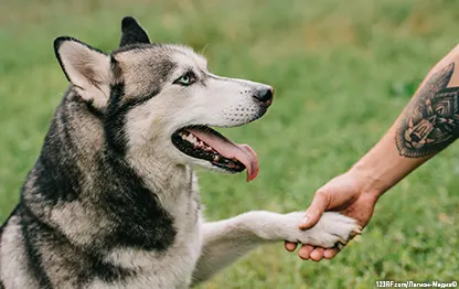 Как научить собаку давать лапу?