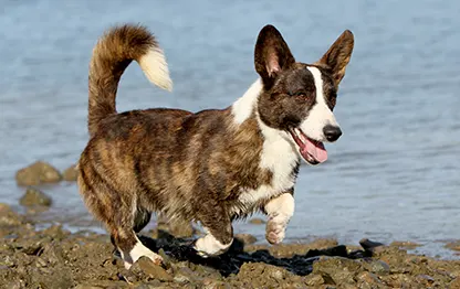 Сколько в норме весит корги?