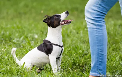 Как научить щенка команде «Сидеть»?