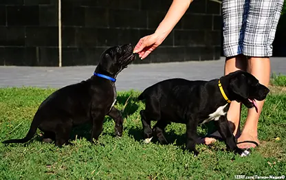 Сухой или влажный корм: чем кормить щенка?