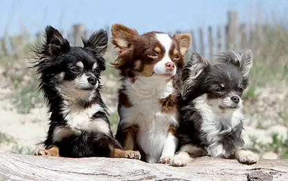 Сколько в норме весит чихуахуа?