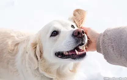 Какой нос должен быть у собаки