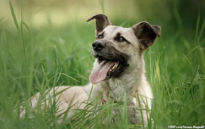Саркоптоз у собак — симптомы и схема лечения