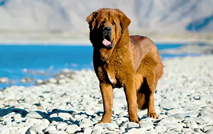 Сколько в норме весит тибетский мастиф?